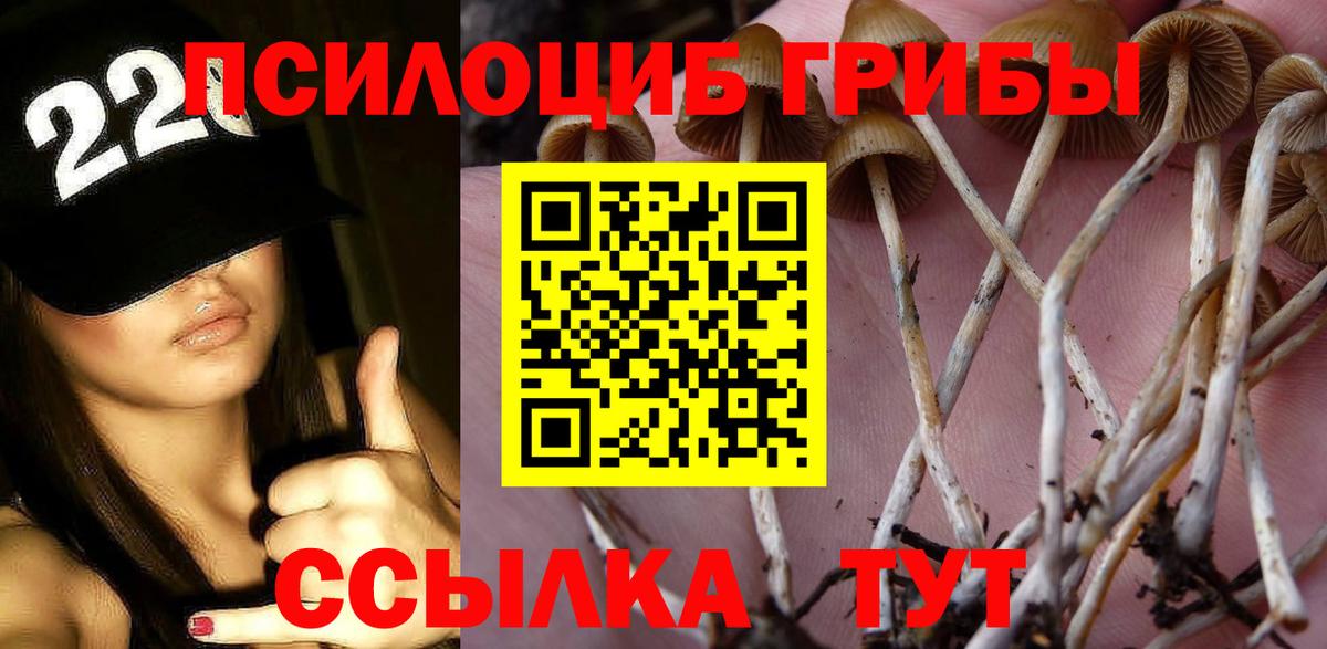 Псилоцибиновые грибы Psilocybine cubensis Богданович